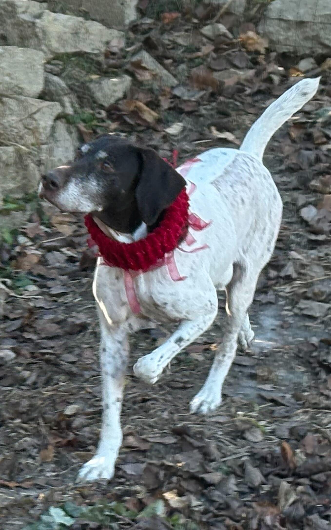 Enlarge Mabel - Sponsorship only, a Adoptable German Shorthaired Pointer in Omaha, NE image 1/3