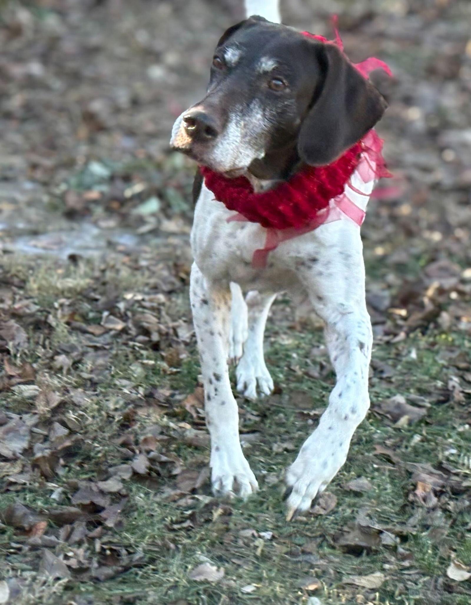Enlarge Mabel - Sponsorship only, a Adoptable German Shorthaired Pointer in Omaha, NE image 2/3