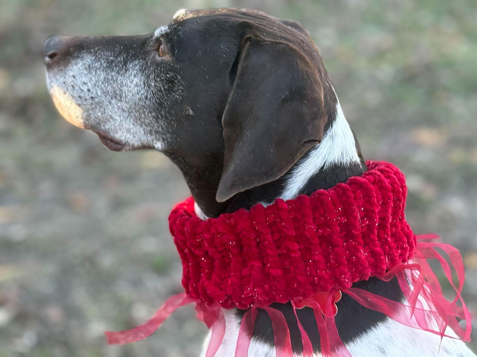 Enlarge Mabel - Sponsorship only, a Adoptable German Shorthaired Pointer in Omaha, NE image 3/3