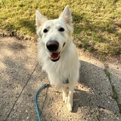 Enlarge Caspar D11902, a Adoptable mixed breed in Minneapolis, MN image 3/6