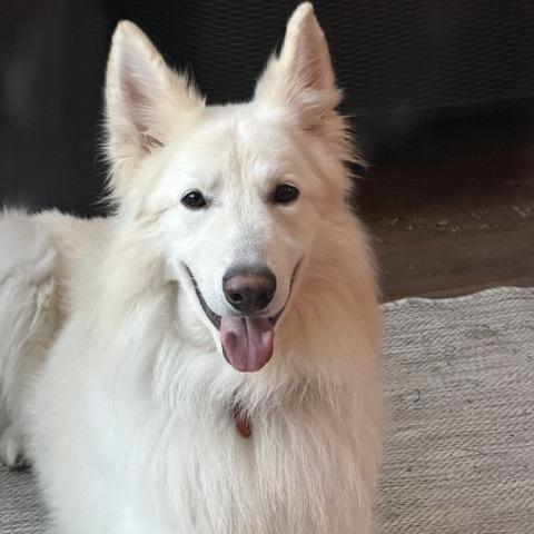 Enlarge Caspar D11902, a Adoptable mixed breed in Minneapolis, MN image 2/6