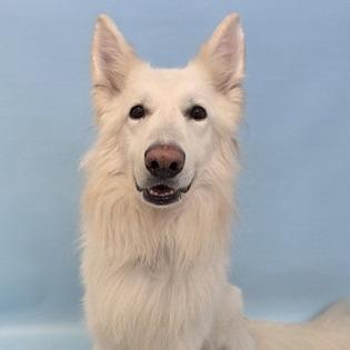 Enlarge Caspar D11902, a Adoptable mixed breed in Minneapolis, MN image 4/6