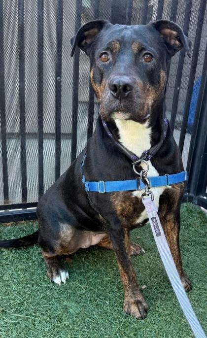 Hash Brown, Adoptable, Adult Female Rottweiler & Mixed Breed.