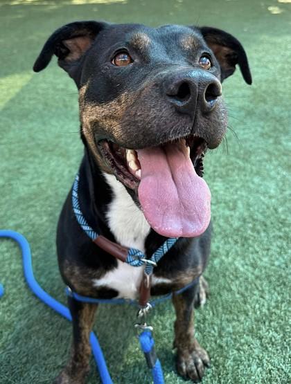 Enlarge Hash Brown, a Adoptable mixed breed in Roseville, CA image 3/3
