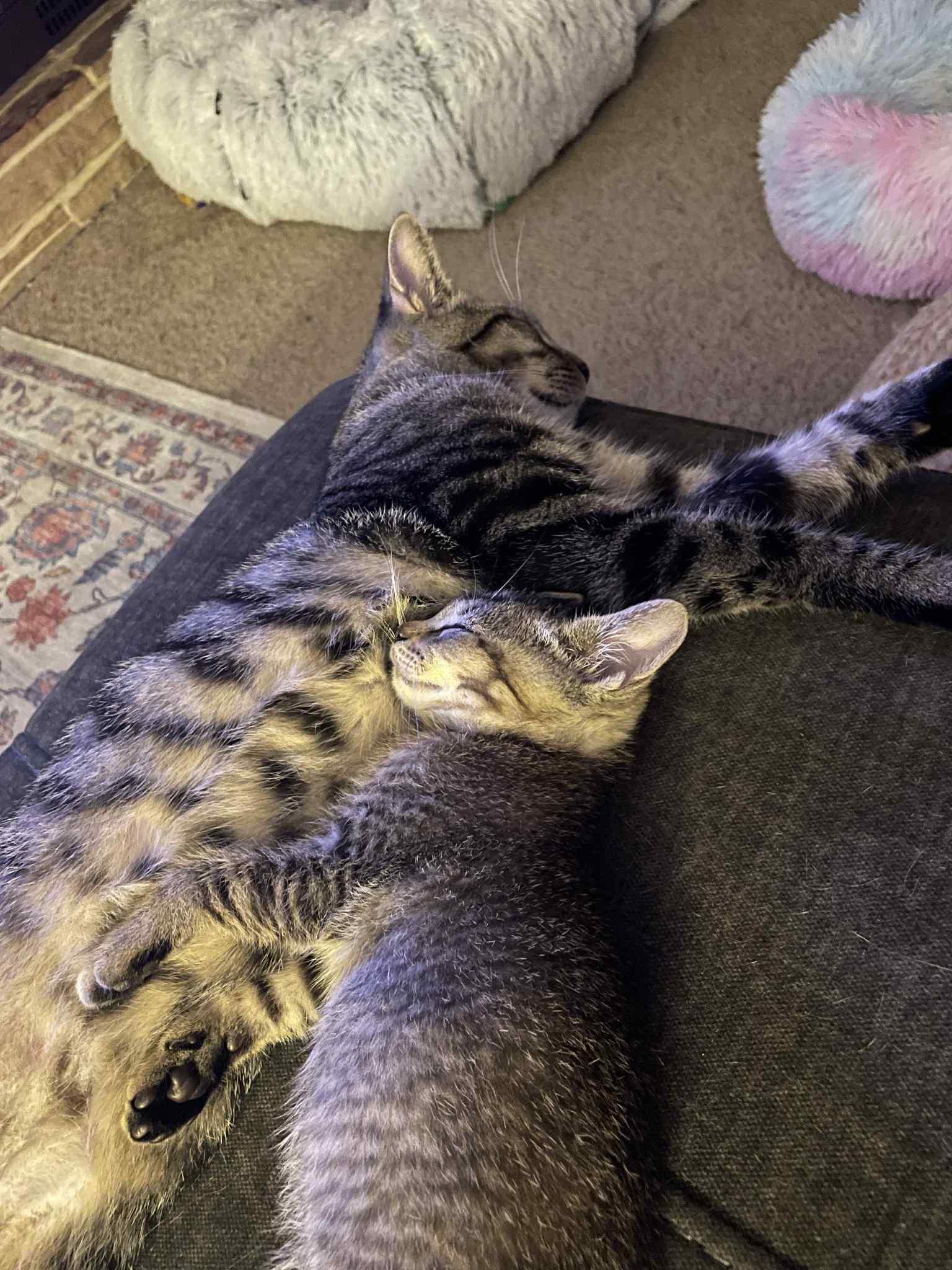 Enlarge JJ, a Adoptable Domestic Short Hair in Toledo, OH image 2/2