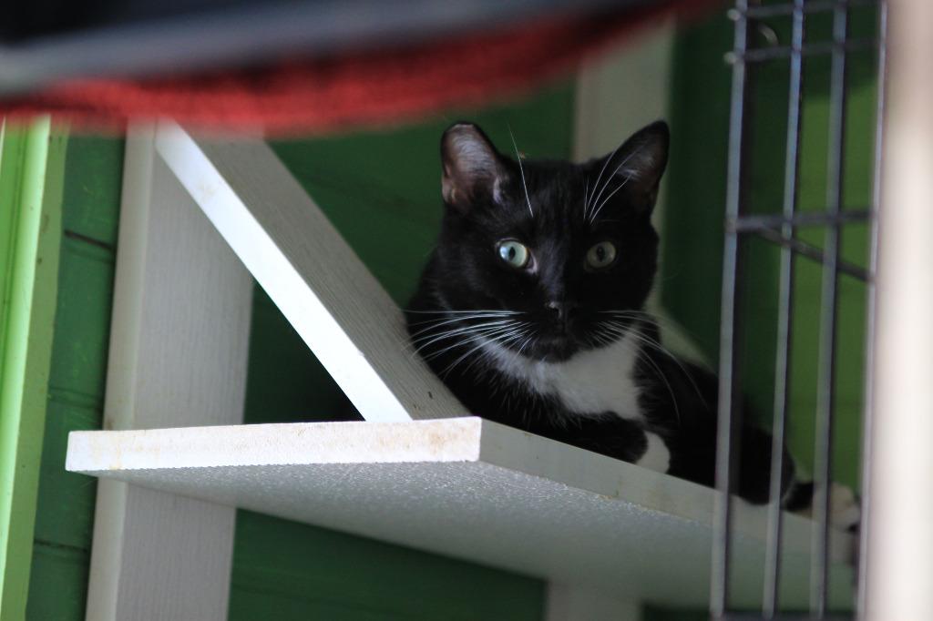 Shadow 3, a Adoptable mixed breed in Pittsboro, NC image 1/2