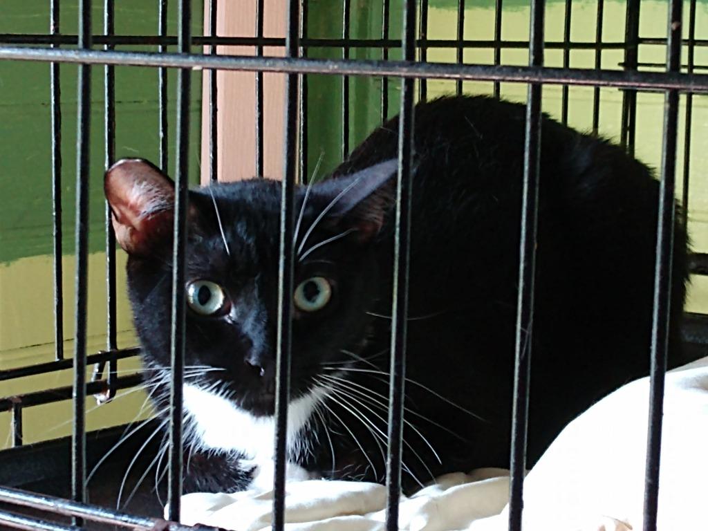 Shadow 3, a Adoptable mixed breed in Pittsboro, NC image 2/2
