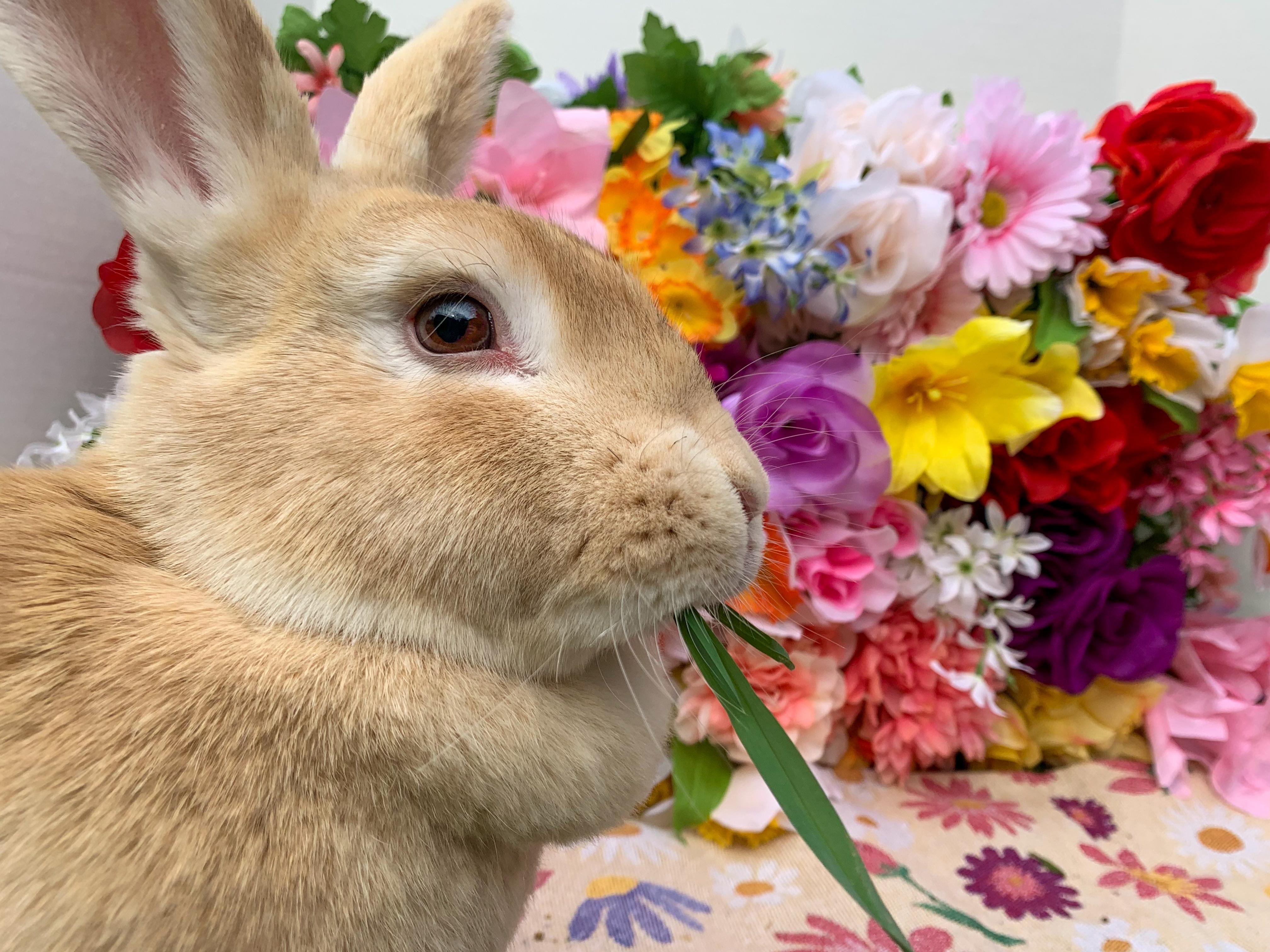 Rabbit for adoption - Muffin bonded with Sugar, an American Mix in ...
