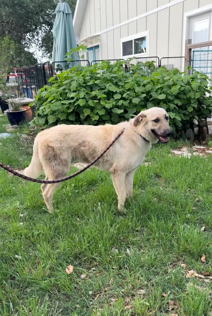 Rex, Adoptable, Young Male Anatolian Shepherd & Mixed Breed.