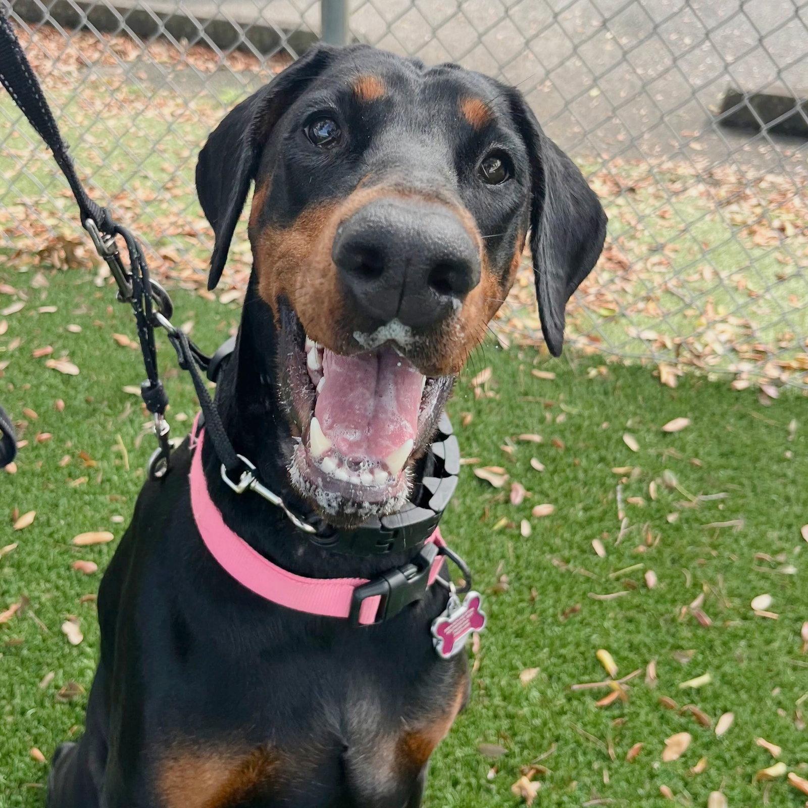 Brownie 3638, Adoptable, Young Female Doberman Pinscher.