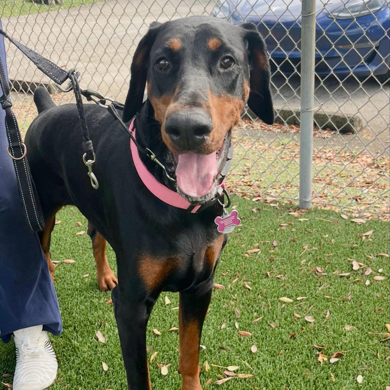 Enlarge Brownie 3638, a Adoptable Doberman Pinscher in Oakland Park, FL image 2/3