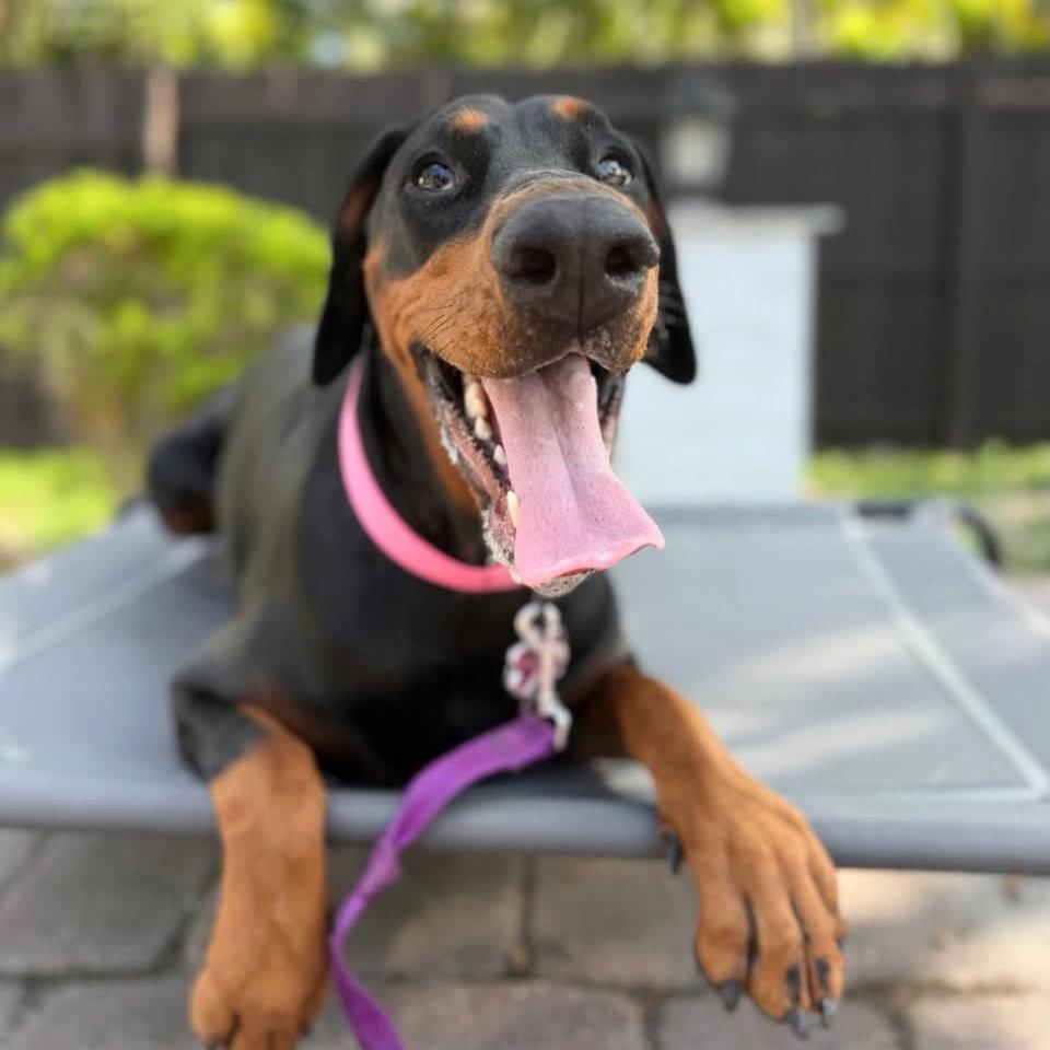 Enlarge Brownie 3638, a Adoptable Doberman Pinscher in Oakland Park, FL image 3/3