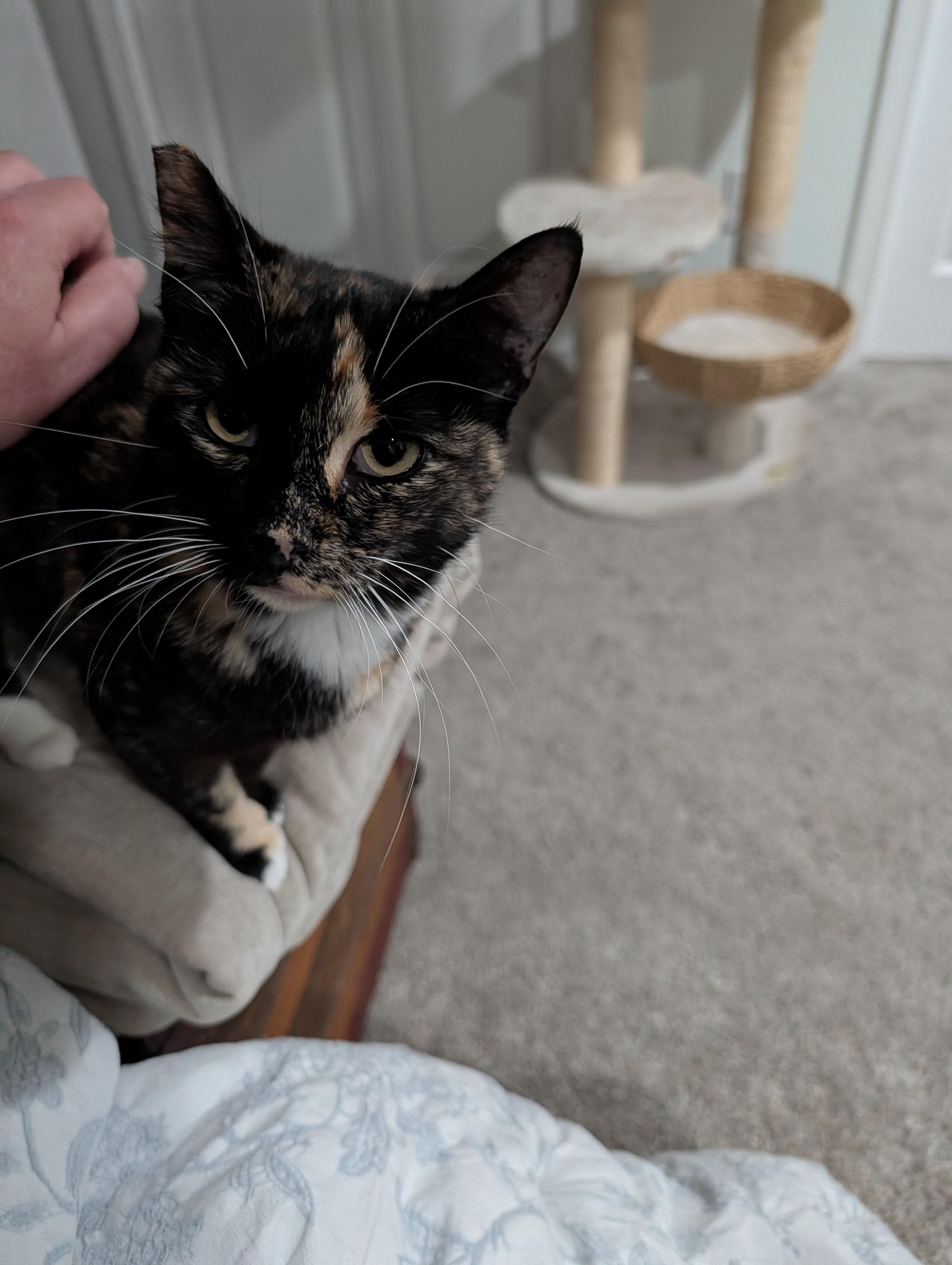Kale *Bonded With Mustard*, adopted, Adult Female Tortoiseshell.