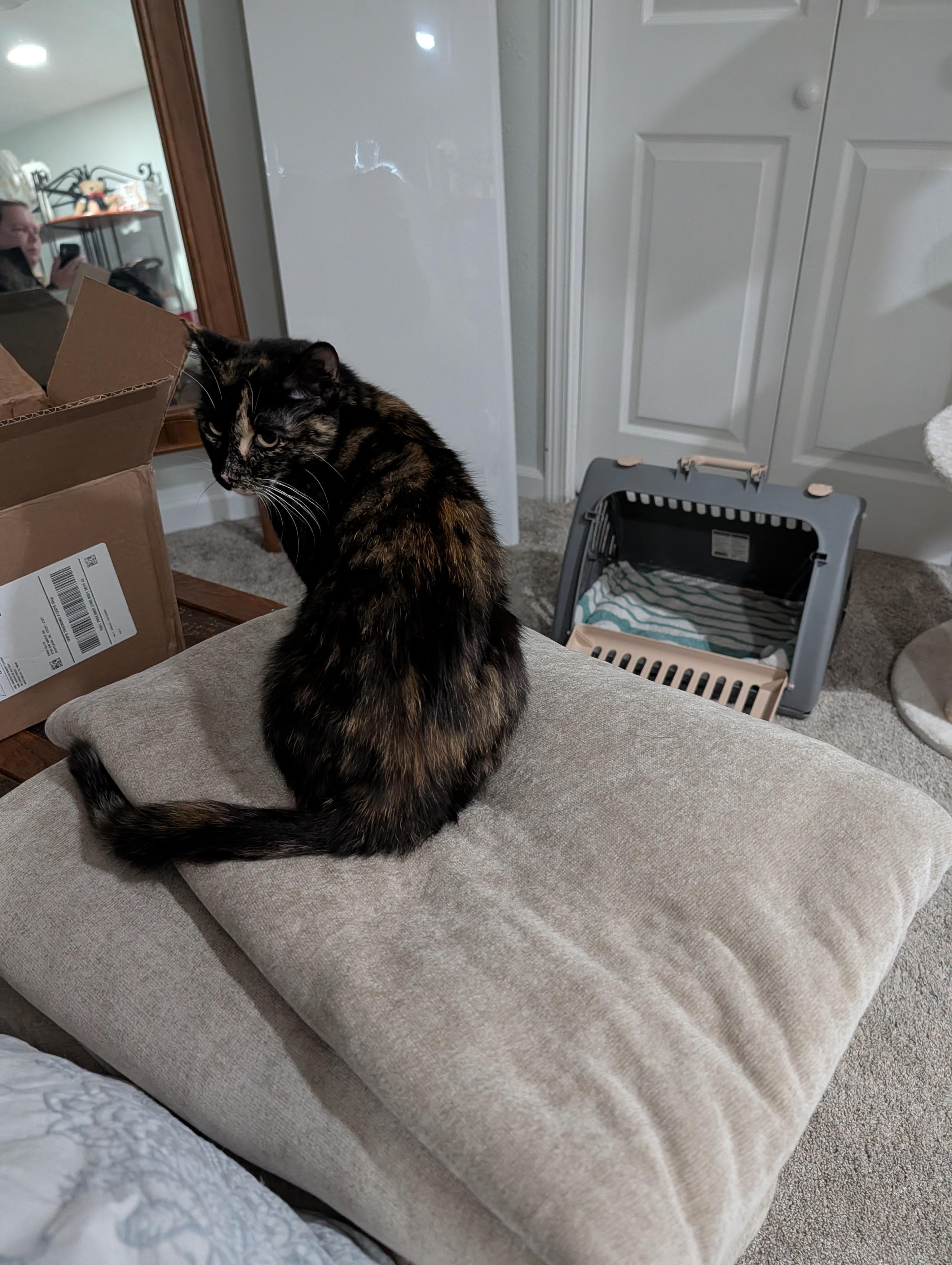 Enlarge Kale *Bonded With Mustard*, an adopted Tortoiseshell in Hillsboro, OR image 2/4