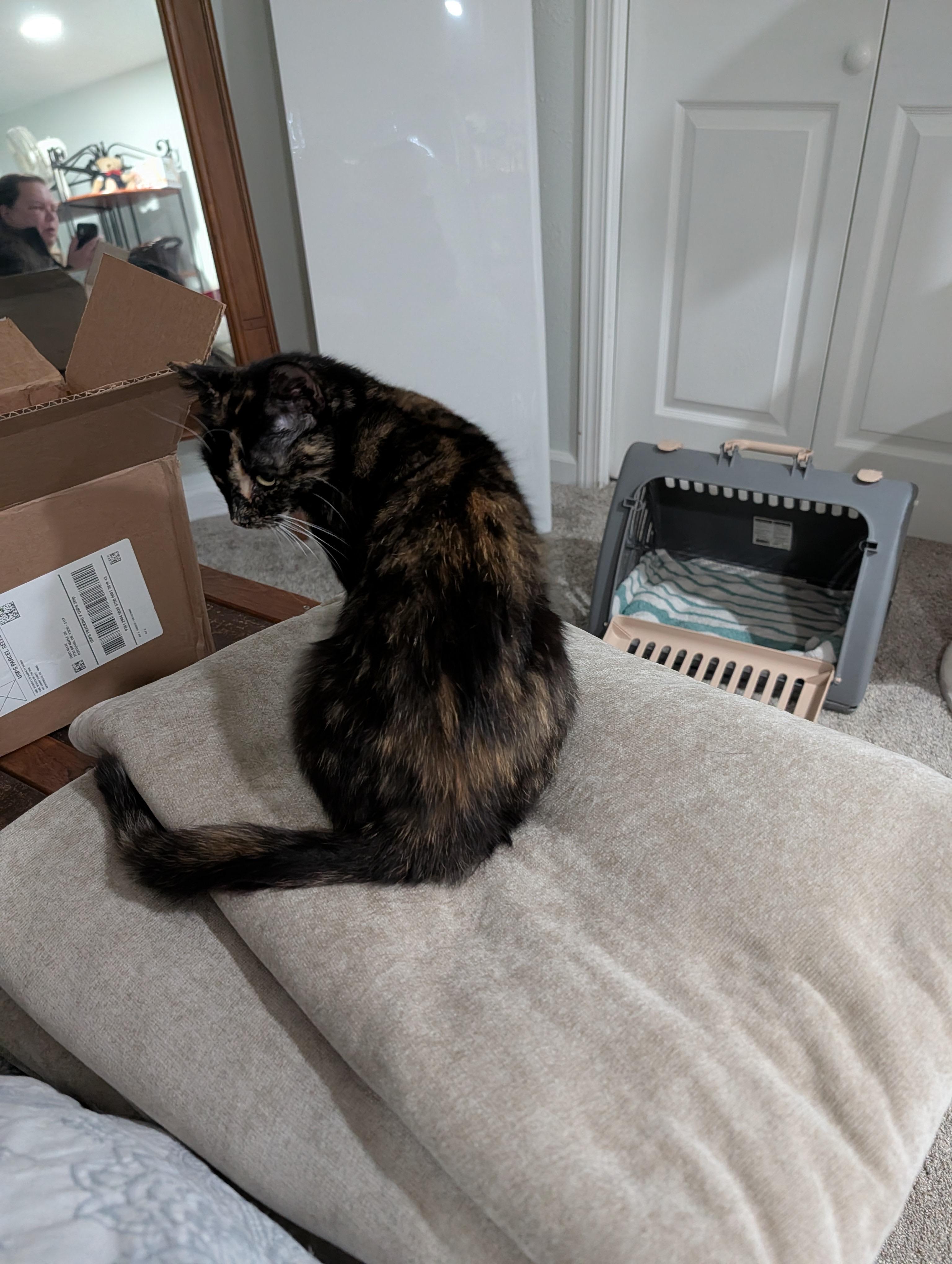 Enlarge Kale *Bonded With Mustard*, an adopted Tortoiseshell in Hillsboro, OR image 3/4