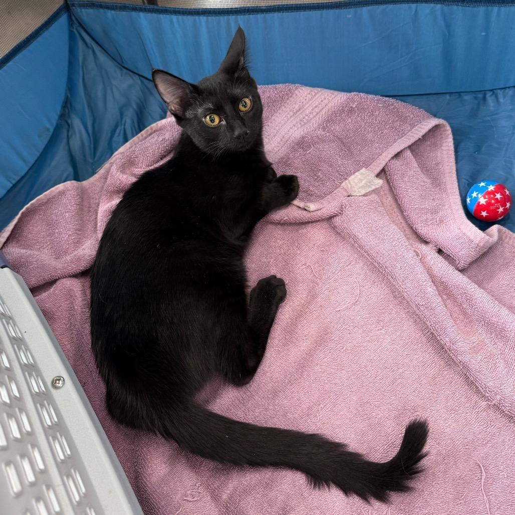 Enlarge Bitzie, a Adoptable Domestic Short Hair in Joliet, IL image 1/3