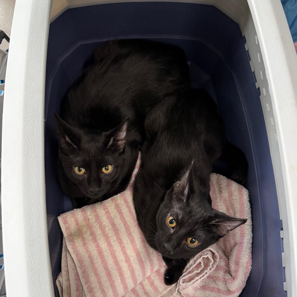 Enlarge Bitzie, a Adoptable Domestic Short Hair in Joliet, IL image 2/3