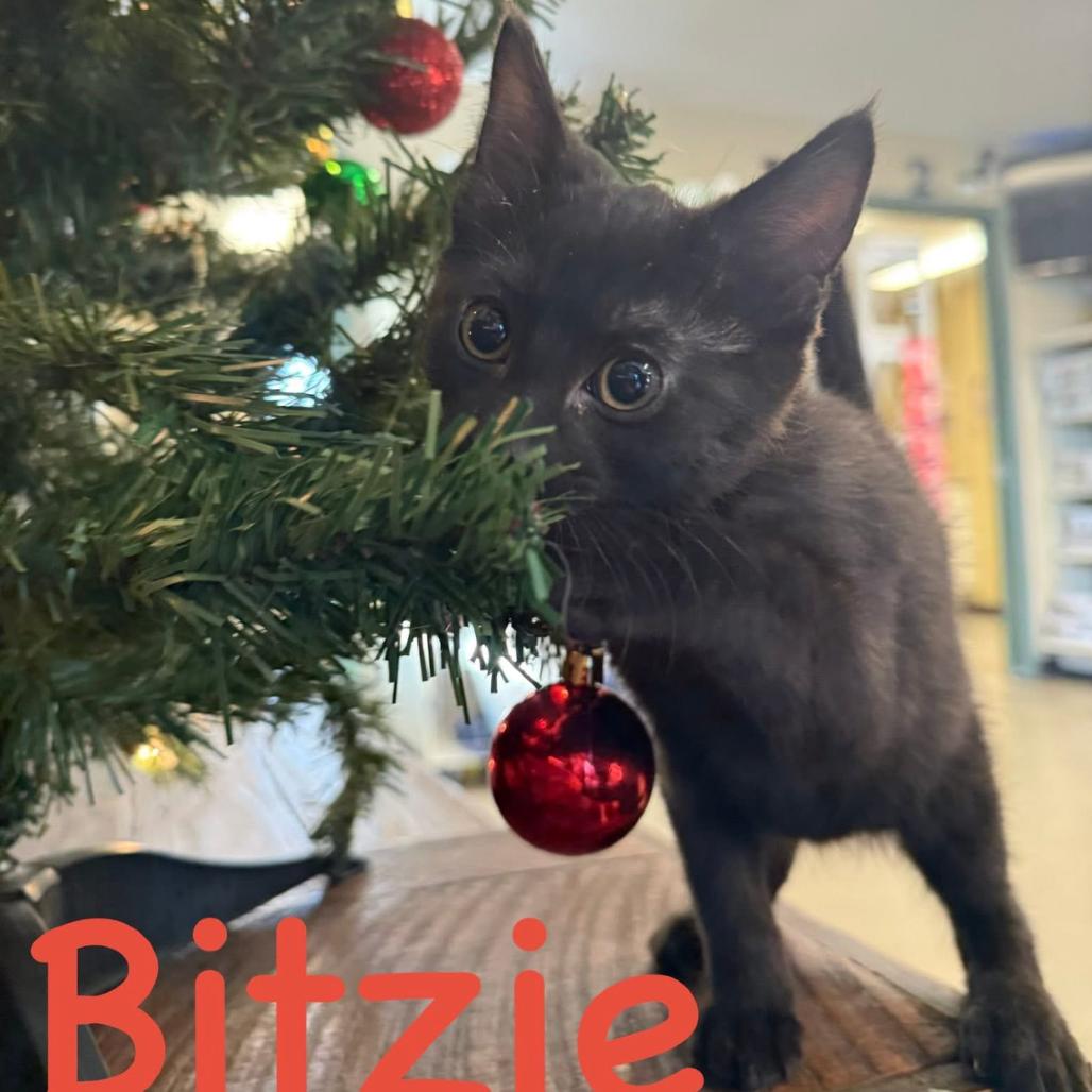 Bitzie, Adoptable, Kitten Female Domestic Short Hair.