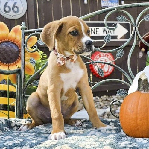Enlarge Rusty, a Adopted mixed breed in Brentwood, TN image 3/6