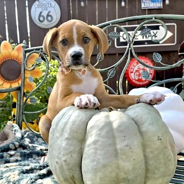 Rusty, Adopted, Puppy Male Boxer & Blue Lacy.