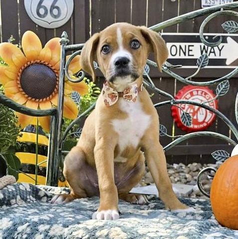 Enlarge Rusty, a Adopted mixed breed in Brentwood, TN image 5/6