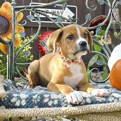 Enlarge Rusty, a Adopted mixed breed in Brentwood, TN image 4/6