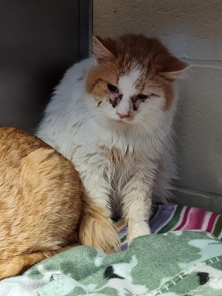 Thaddeus - Working Cat, Adoptable, Adult Male Domestic Medium Hair.