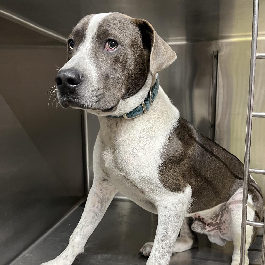 Finch, Adoptable, Young Male Mixed Breed.