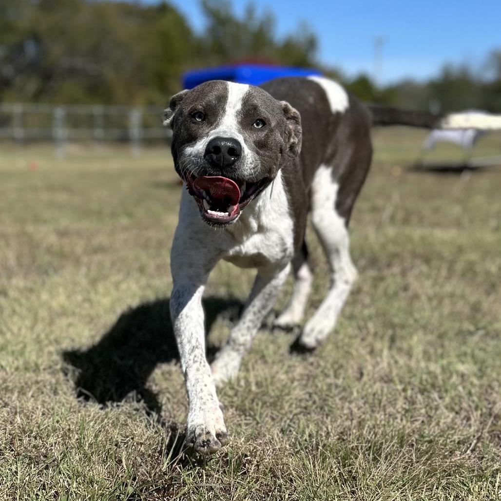 Enlarge Finch, a Adoptable Mixed Breed in Pauls Valley, OK image 2/2