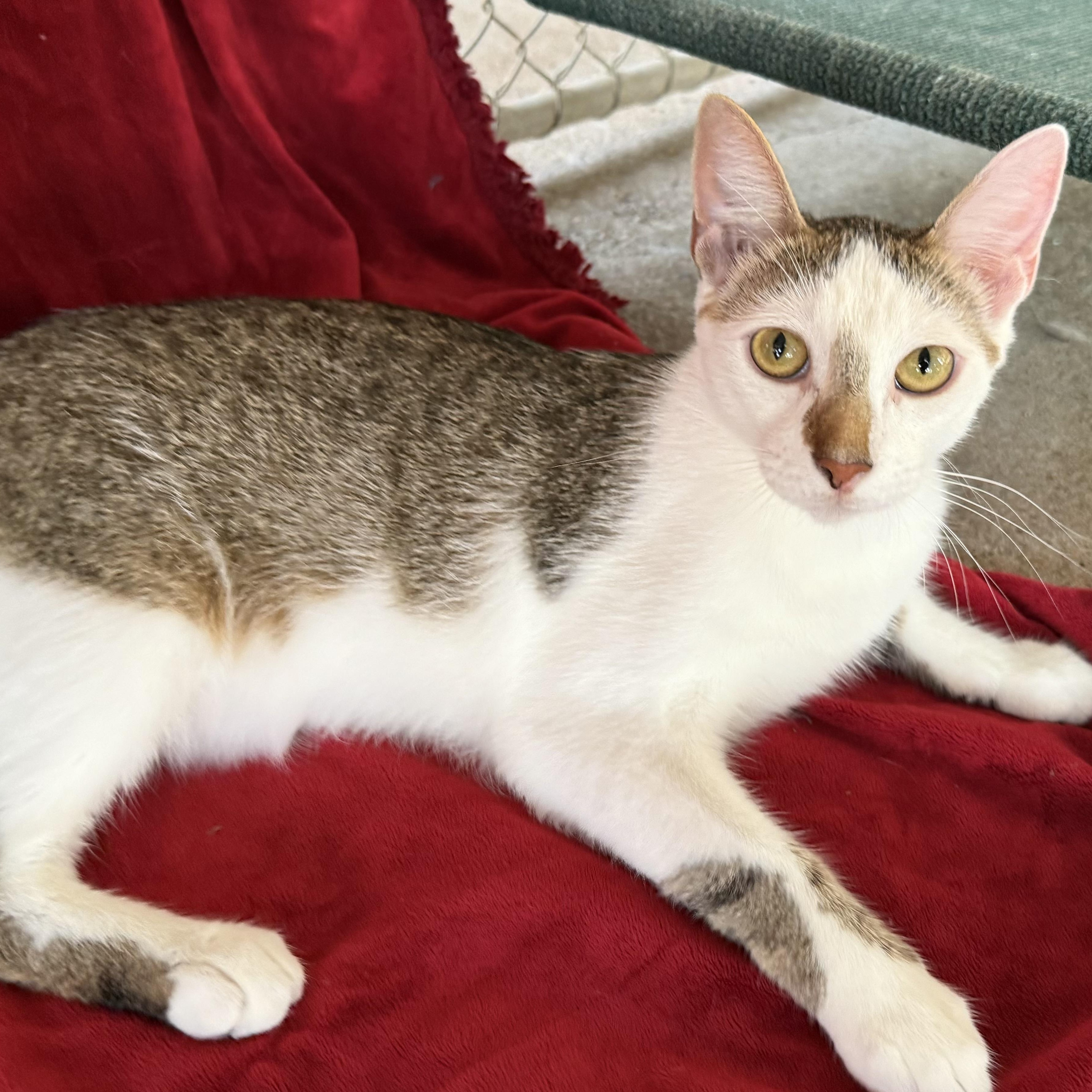 Pelican, Adoptable, Young Male Domestic Short Hair.