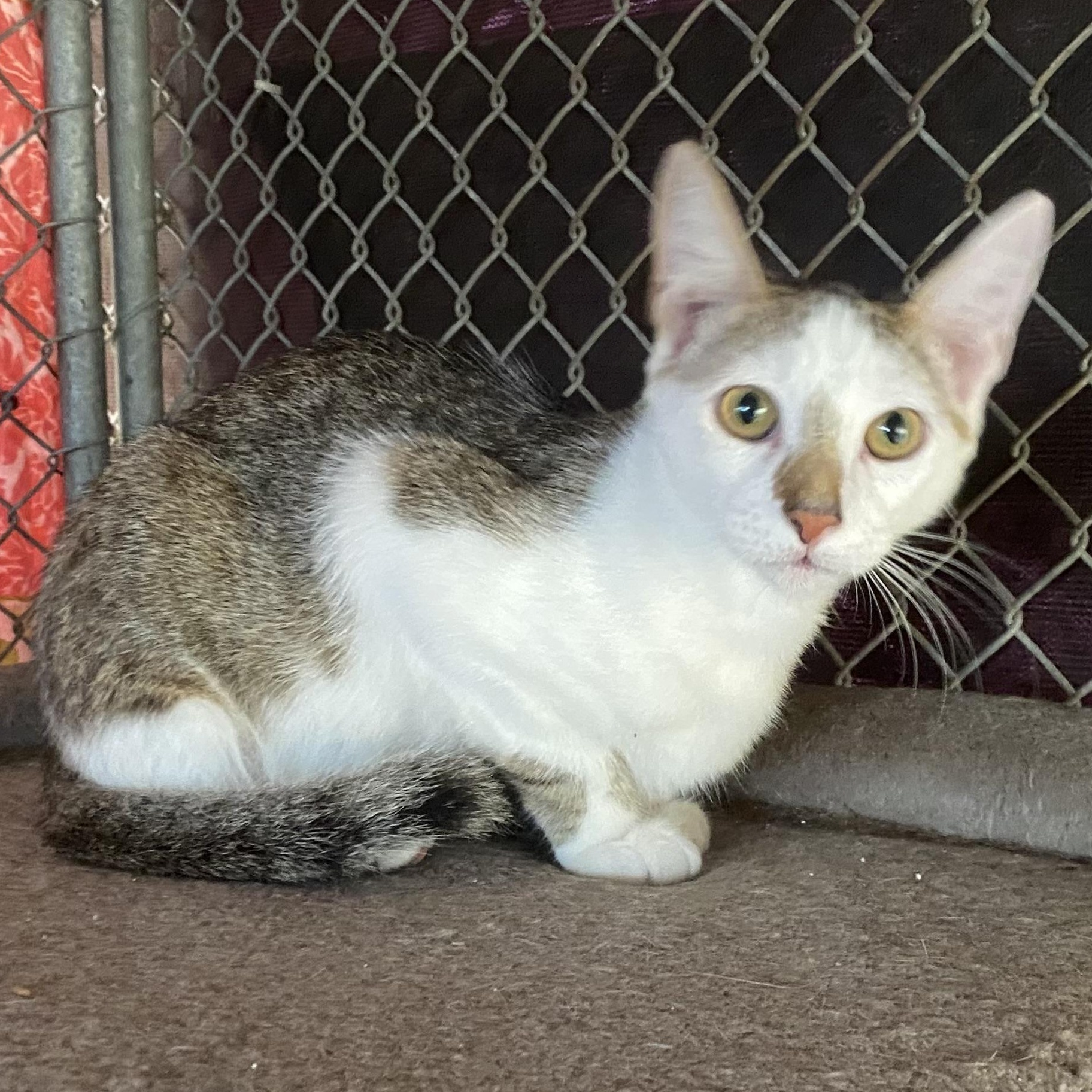 Enlarge Pelican, a Adoptable Domestic Short Hair in Alexandria, LA image 2/6