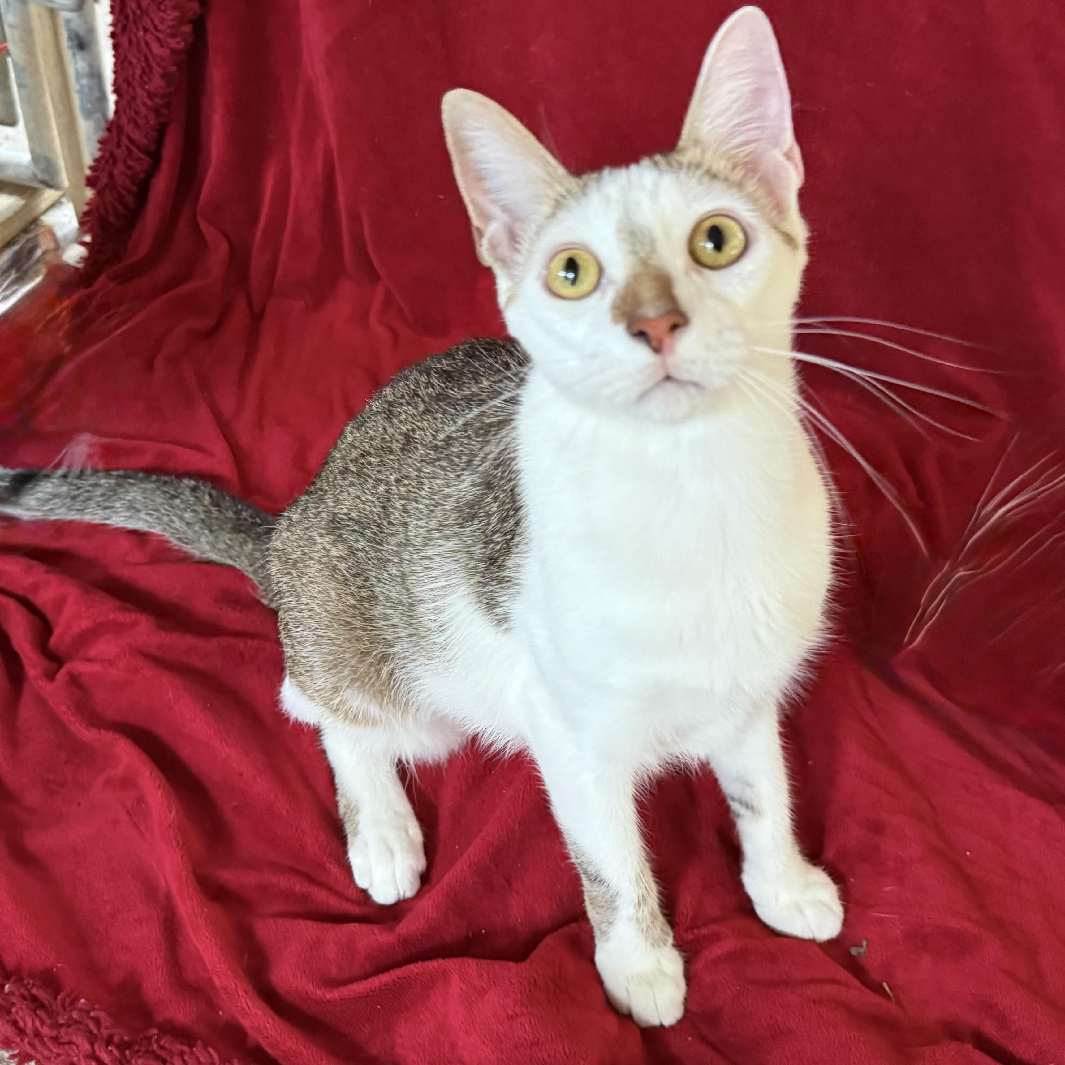 Enlarge Pelican, a Adoptable Domestic Short Hair in Alexandria, LA image 3/6