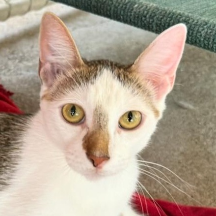 Enlarge Pelican, a Adoptable Domestic Short Hair in Alexandria, LA image 4/6