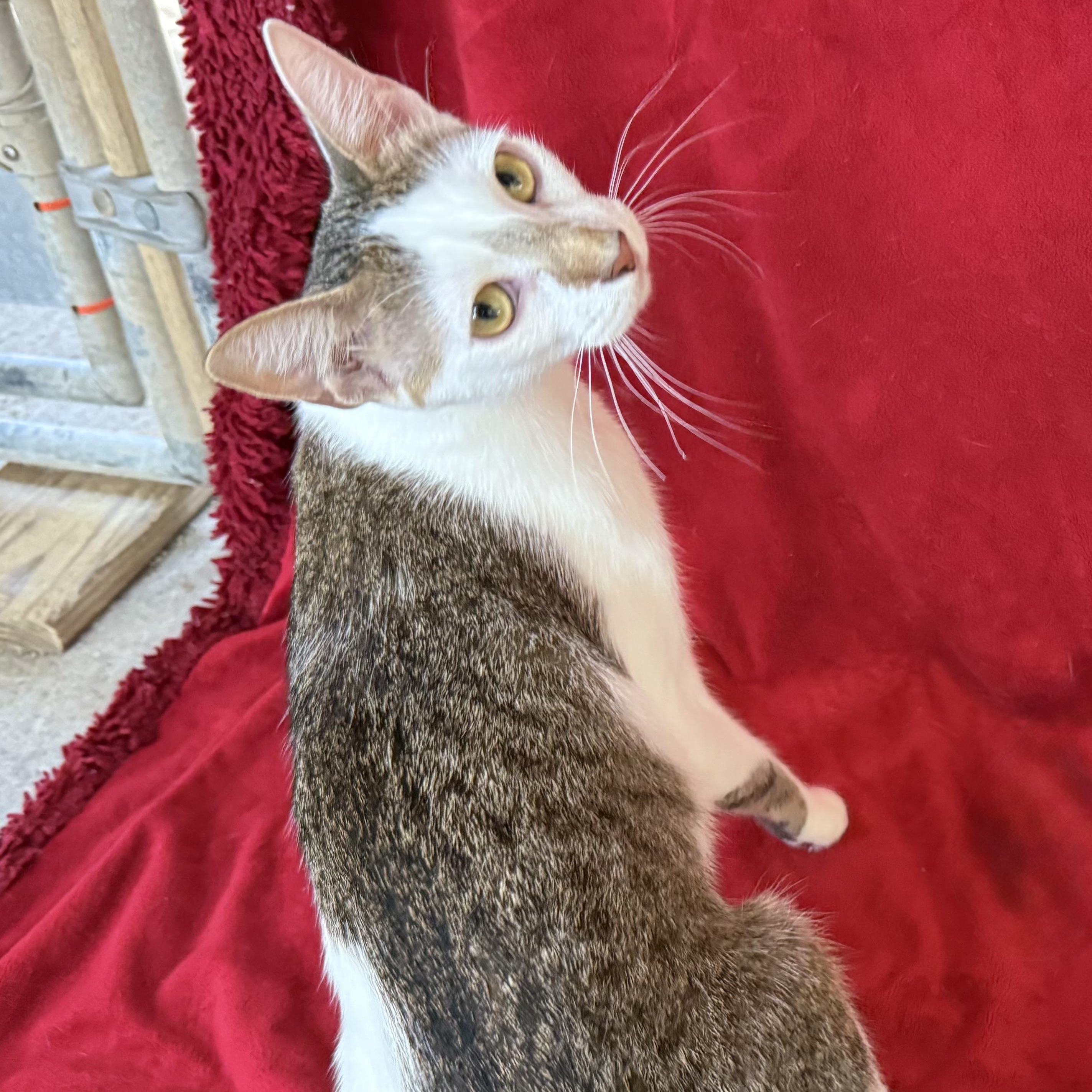 Enlarge Pelican, a Adoptable Domestic Short Hair in Alexandria, LA image 5/6