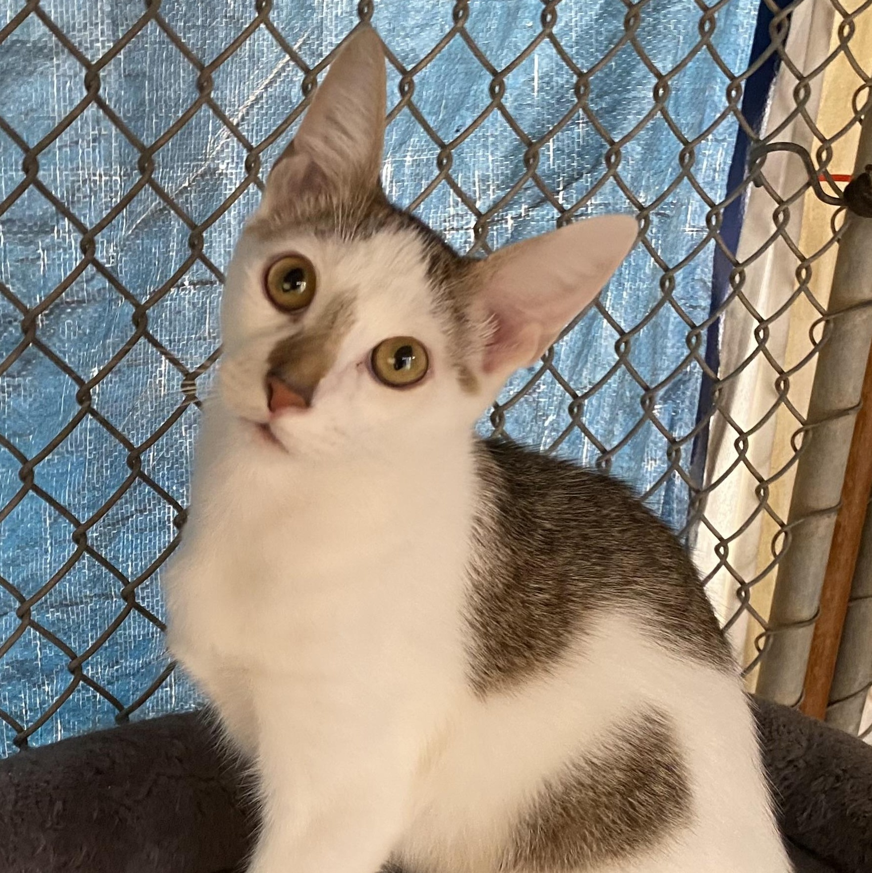 Enlarge Pelican, a Adoptable Domestic Short Hair in Alexandria, LA image 6/6