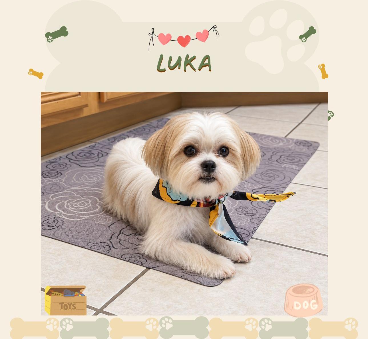 Luka, ADOPTABLE, Puppy Male Shorkie.