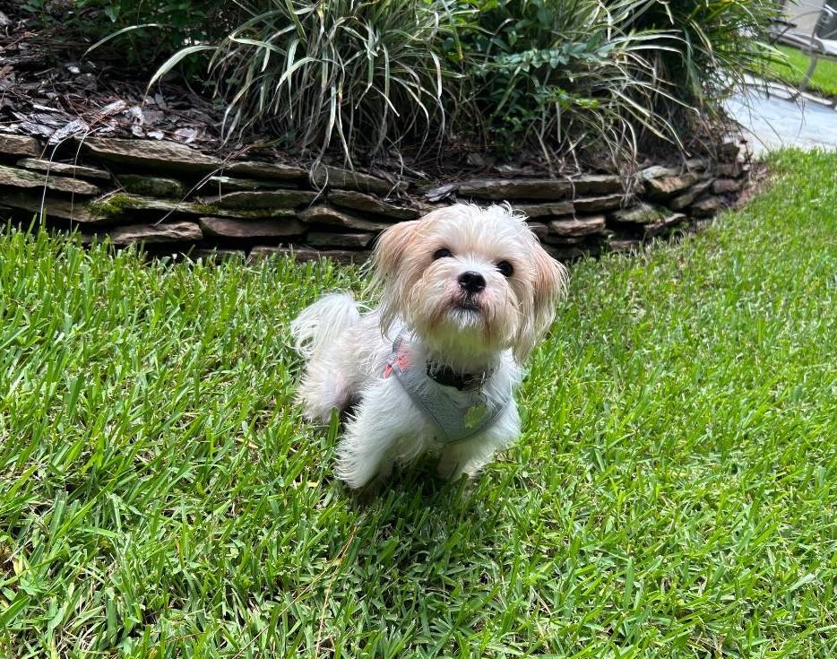 Luka, a ADOPTABLE mixed breed in Orlando, FL image 2/2