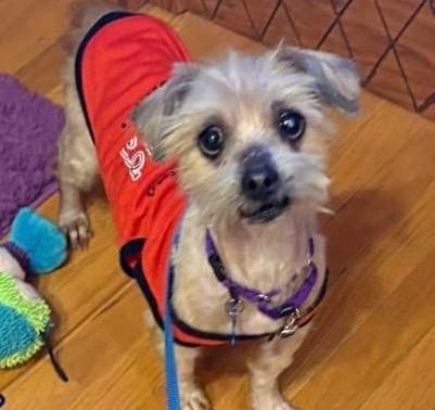 Enlarge Buckwheat, a Adoptable mixed breed in Columbia, IL image 3/6