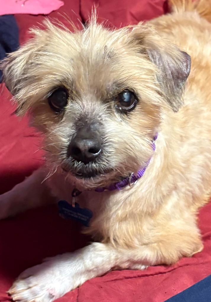 Enlarge Buckwheat, a Adoptable mixed breed in Columbia, IL image 2/6