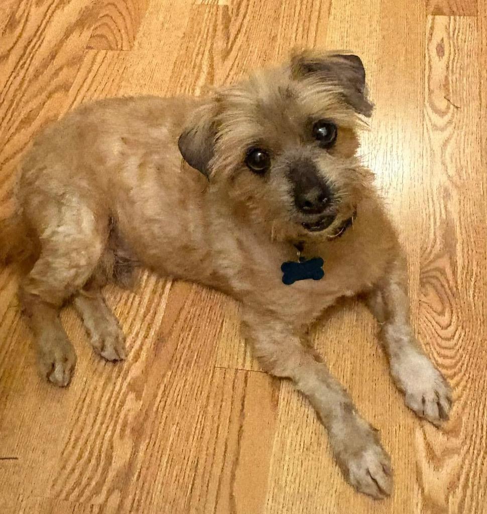 Buckwheat, Adoptable, Senior Male Shih Tzu & Yorkshire Terrier.