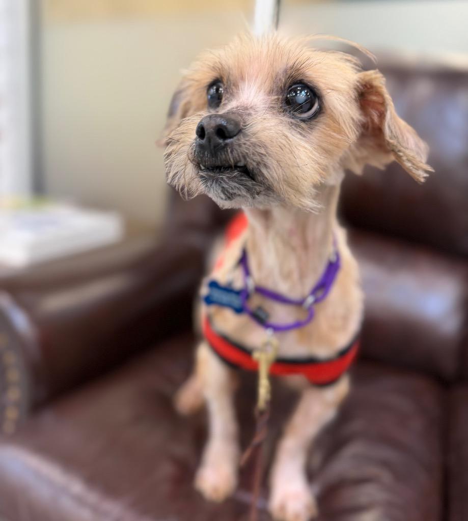 Enlarge Buckwheat, a Adoptable mixed breed in Columbia, IL image 4/6