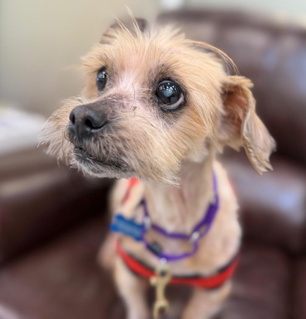 Enlarge Buckwheat, a Adoptable mixed breed in Columbia, IL image 5/6