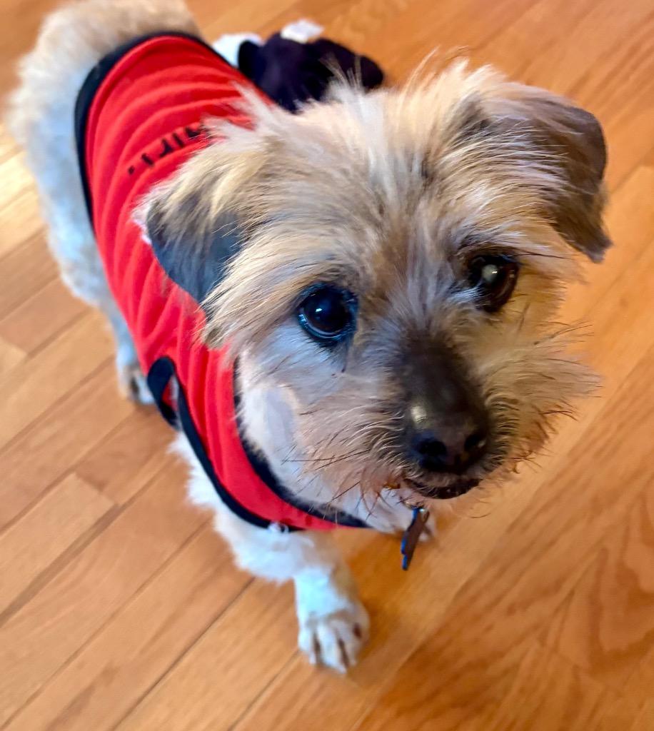 Enlarge Buckwheat, a Adoptable mixed breed in Columbia, IL image 6/6