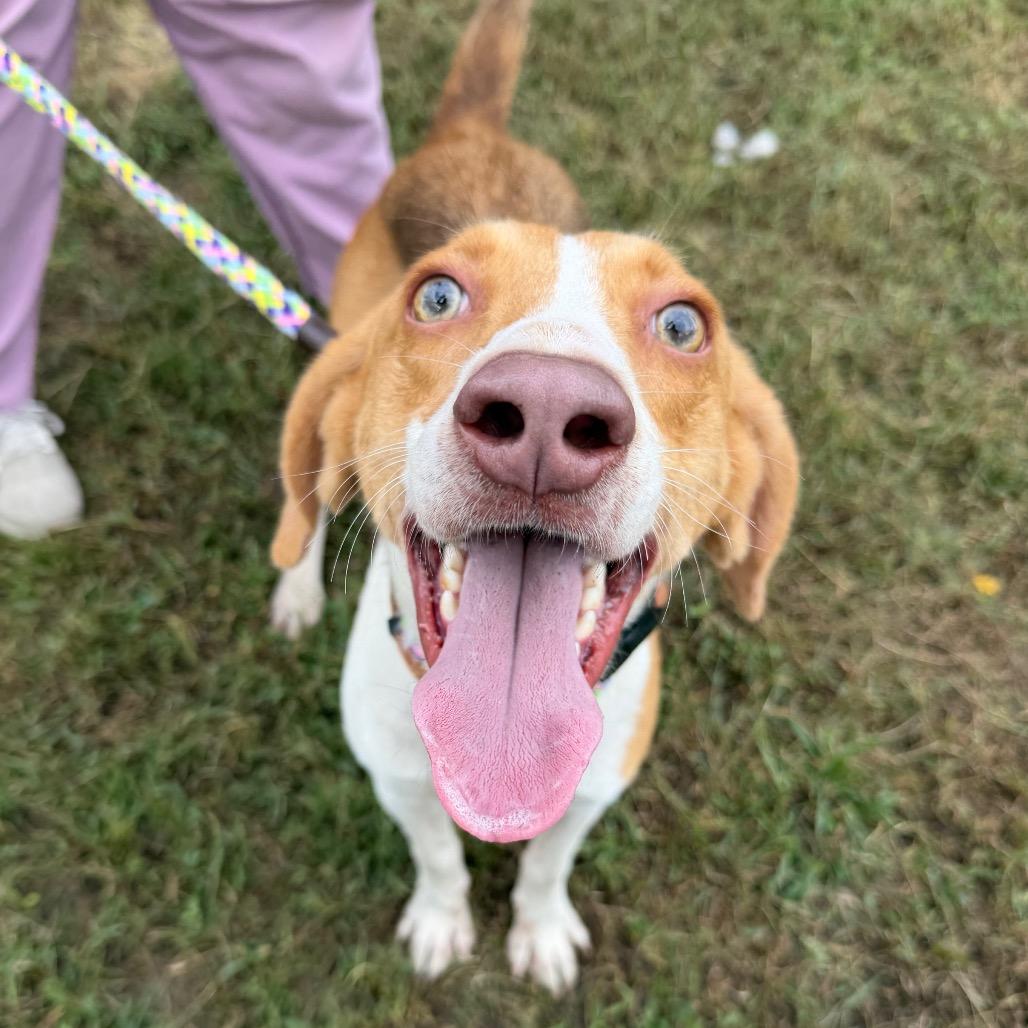 Matrix, a Adoptable Mixed Breed image 1/5