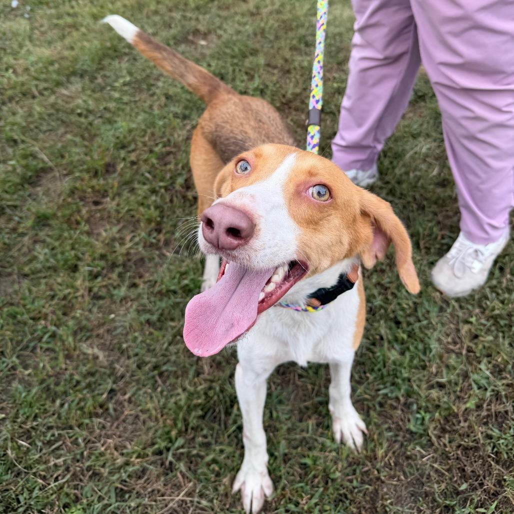 Matrix, a Adoptable Mixed Breed image 2/5