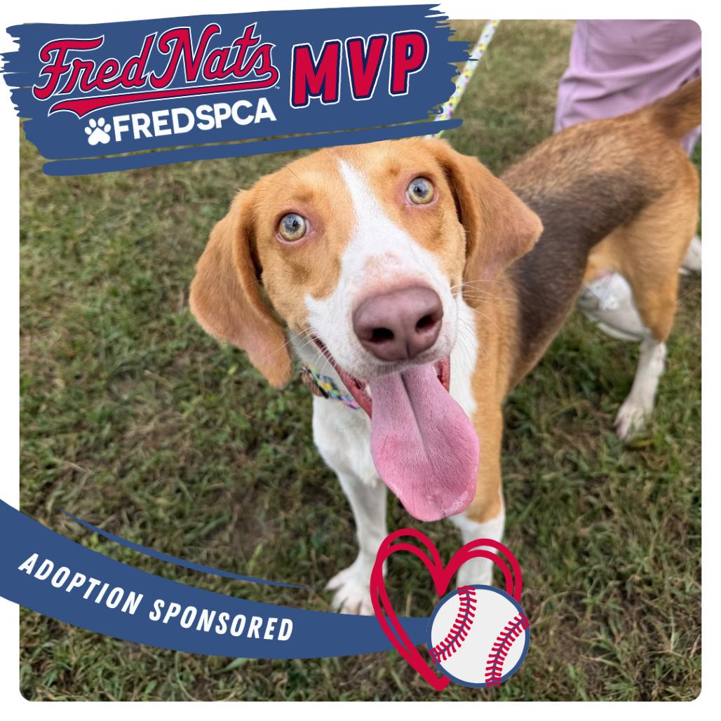 Enlarge Matrix, a Adoptable Mixed Breed in Fredericksburg, VA image 3/6