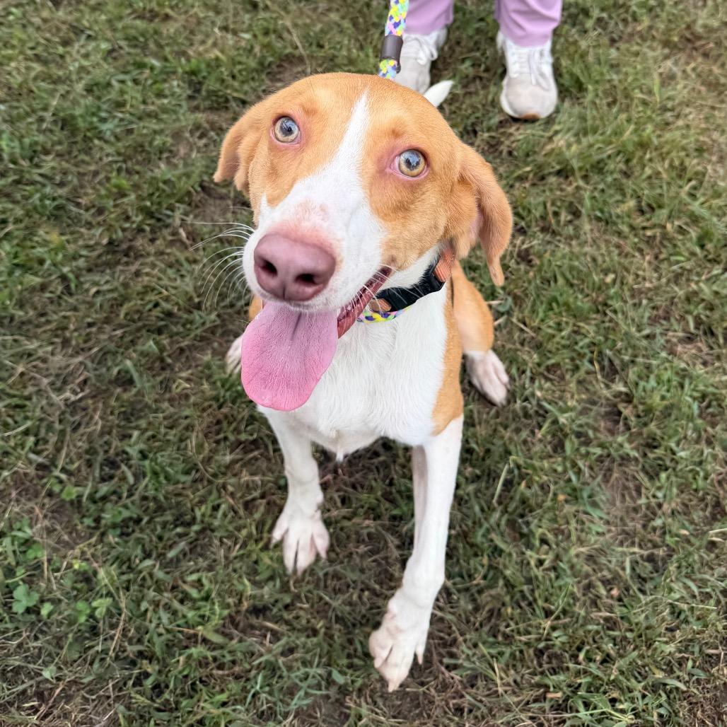 Matrix, a Adoptable Mixed Breed image 3/5