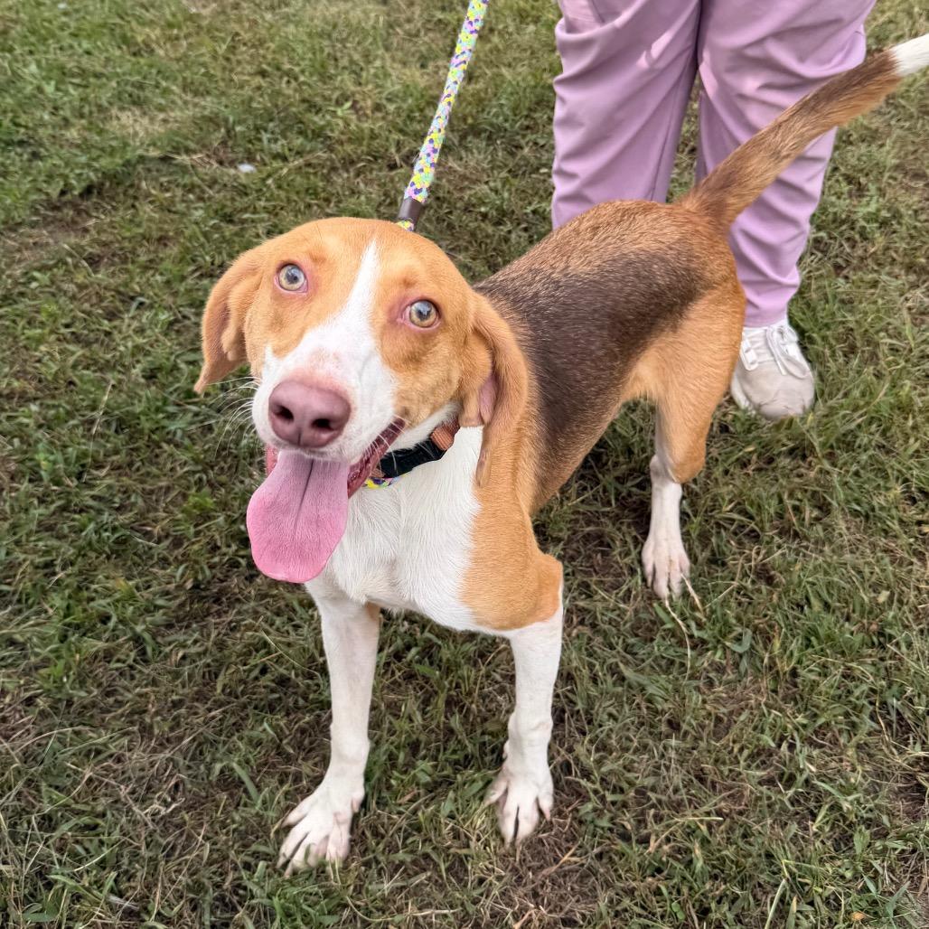 Matrix, a Adoptable Mixed Breed image 4/5