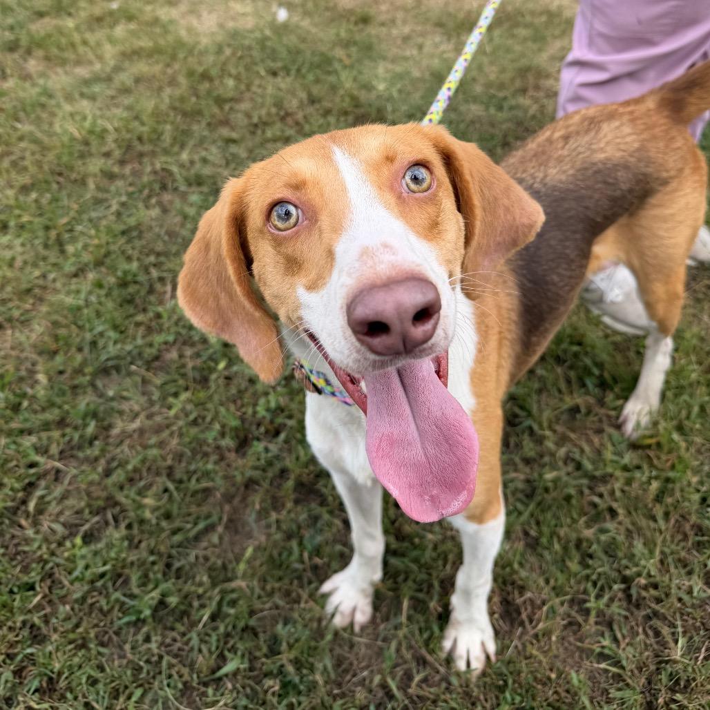 Matrix, a Adoptable Mixed Breed image 5/5