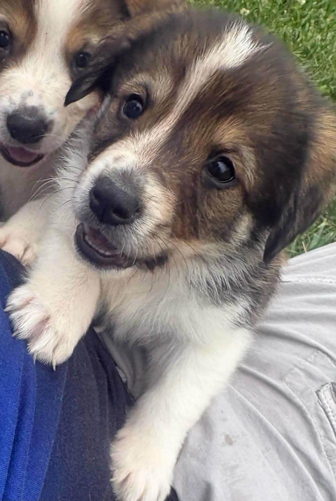 Ice Age : copy #4, Adopted, Puppy Female Saint Bernard & Spaniel.